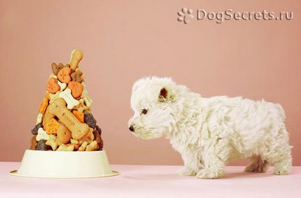 Какво да се хранят с кученце