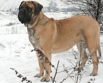 Красива голямо куче