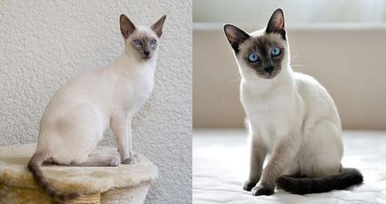 Имената на сиамски котки Имената на сиамски котки