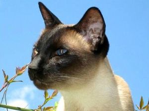 Имената на сиамски котки