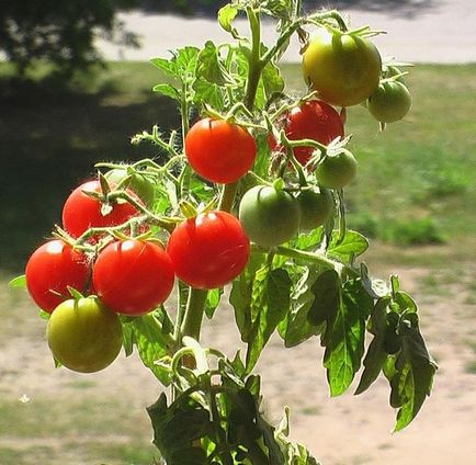 сортове домати Лян