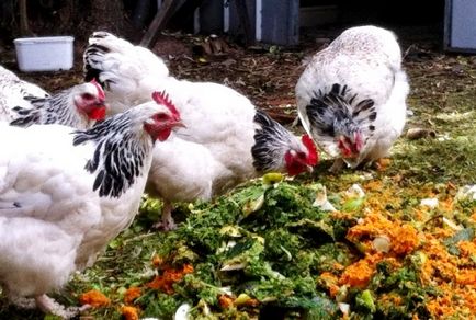 Как да се размножават пиле