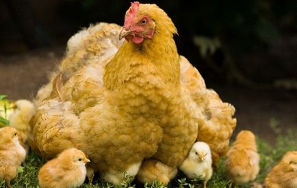 Как да се размножават пиле