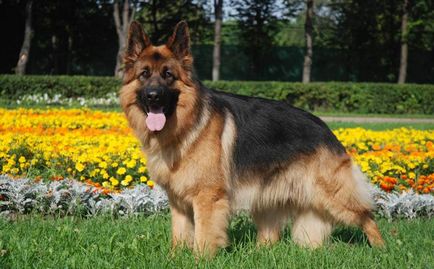 Красива голямо куче