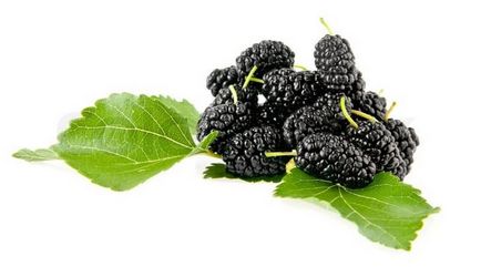 Mulberry - 10 полезни свойства и противопоказания