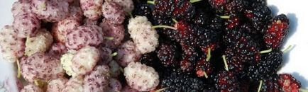 Mulberry - полезни свойства и противопоказания уникален Бери блог Алена Кравченко