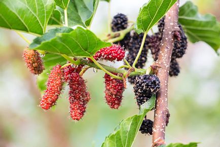 Черница полезните свойства на плодове, листа и кора