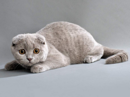 Сгънете котка снимки Сгънете котка снимки
