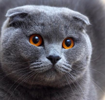 Сгънете котка снимки Сгънете котка снимки