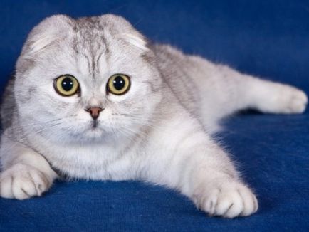 Сгънете котка снимки Сгънете котка снимки