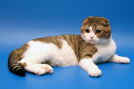 Сгънете котка снимки Сгънете котка снимки
