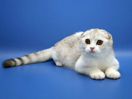 Scottish Fold котка порода 40 снимки