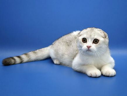 Сгънете котка снимки Сгънете котка снимки