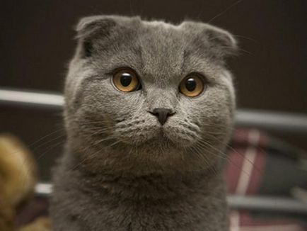 Сгънете котка снимки Сгънете котка снимки