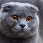 Scottish Fold котка (20 снимки)