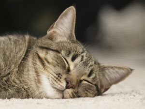 Котки спят часа Котки спят часа