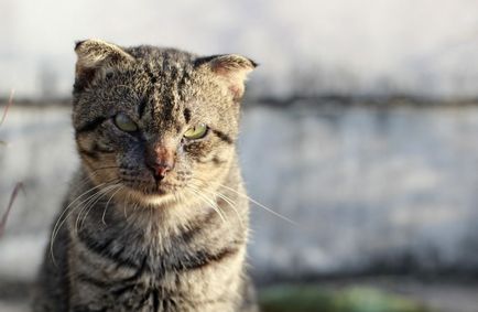 Възраст на котки в човешки условия