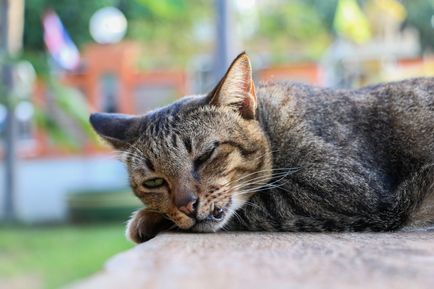 Възраст на котки в човешки условия