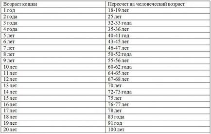 Възраст на котки в човешки условия