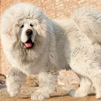 Куче с Тибет