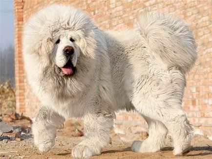 Куче с Тибет