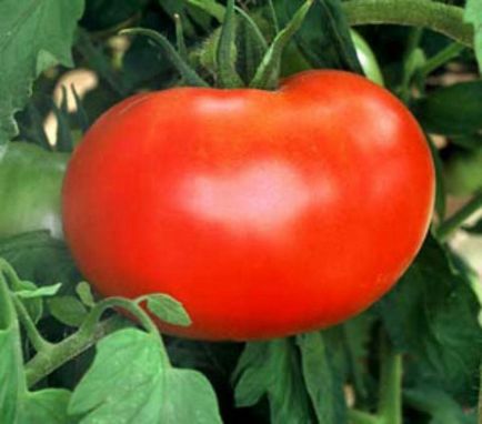 сортове домати Лян