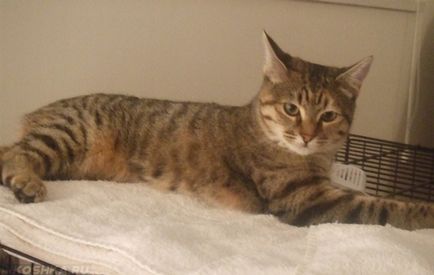 разгонване период на котката разгонване период на котката