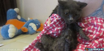 разгонване период на котката разгонване период на котката