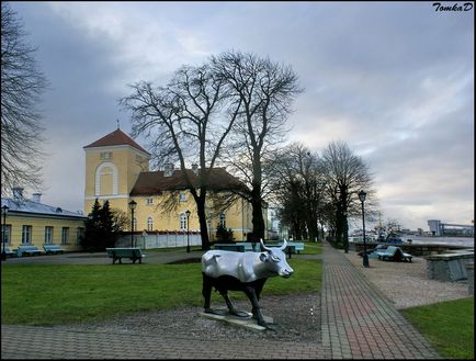 Крави в