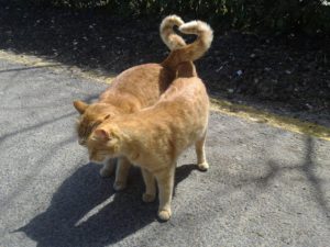 Котката и котката ангажиран