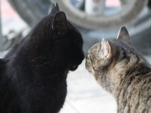 Котката и котката ангажиран