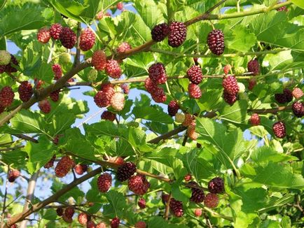 Mulberry ягодоплодни полезни свойства и противопоказания