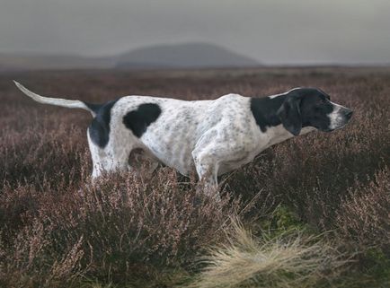 30 зашеметяващи снимки на кучета - на фотографа Тим Флак »Blog положителен