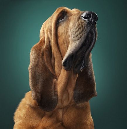 30 зашеметяващи снимки на кучета - на фотографа Тим Флак »Blog положителен