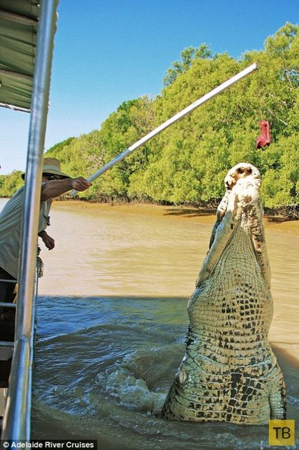 Акула и крокодил се срещна в смъртоносна битка (15 снимки)