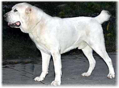 Alabay (азиатска овчарка) и кратко описание на съдържанието на видове (Shepherd) Alabay (азиатска овчарка) и кратко описание на съдържанието на рок