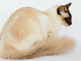 Балийски котка (балийски) описание порода, снимки котки, природа и цена