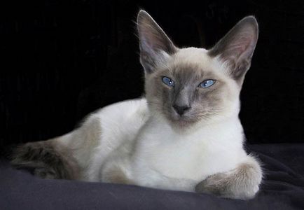 Балийски снимки на котки котки, цена, описание порода, характер, видео, детски градини - около murkote