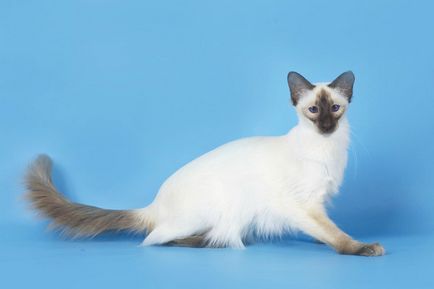 Балийски котка снимка, описание порода
