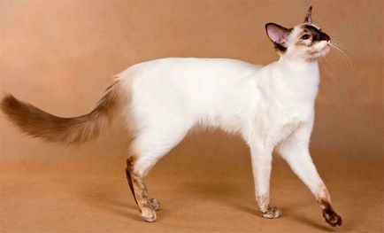 Балийски котка снимка, описание порода