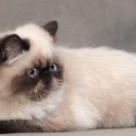 Балийски котка порода описание, снимки, видео, грижи