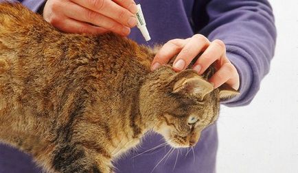 Заболявания Котки - симптоми и лечение