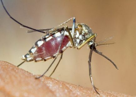 Какво се страхуват от комари в дома, които не могат да понасят миризмата