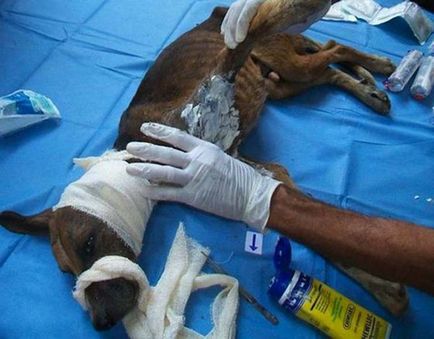 Man спасени куче от смърт