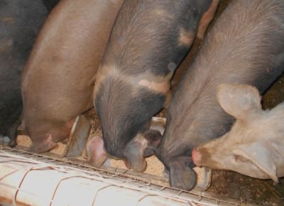 Какво да се хранят прасета за угояване у дома, те се хранят прасетата, от 1 до 6 месеца