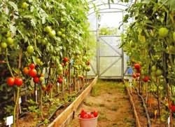 домати, подаващи тъканта, расте градина!