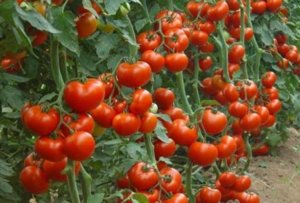 С какво да храним разсад от домати, изберете най-добрият вариант