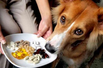 Колко полезна витамини за кучета 8 в 1