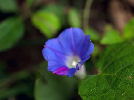 Morning Glory Flower - грижата и засаждане; снимка Morning Glory, грамофонче много години - расте от семена