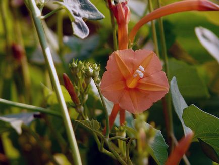 Morning Glory Flower - грижата и засаждане; снимка Morning Glory, грамофонче много години - расте от семена